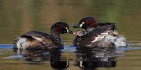 6 - GREBE FEEDING YOUNG 13 - HORSNELL JENNI - australia